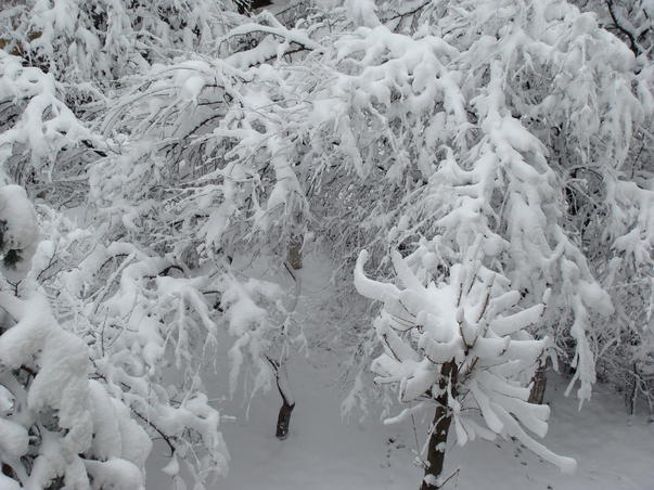 fakepathger Brasov, Foto: Hotnews