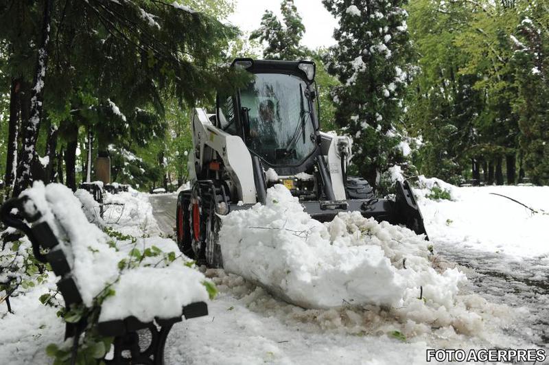 Zeci de copaci, doboarati in Iasi, Foto: Agerpres