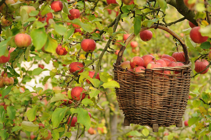 Idee de afacere în România, Foto: © Petr Cihak | Dreamstime.com