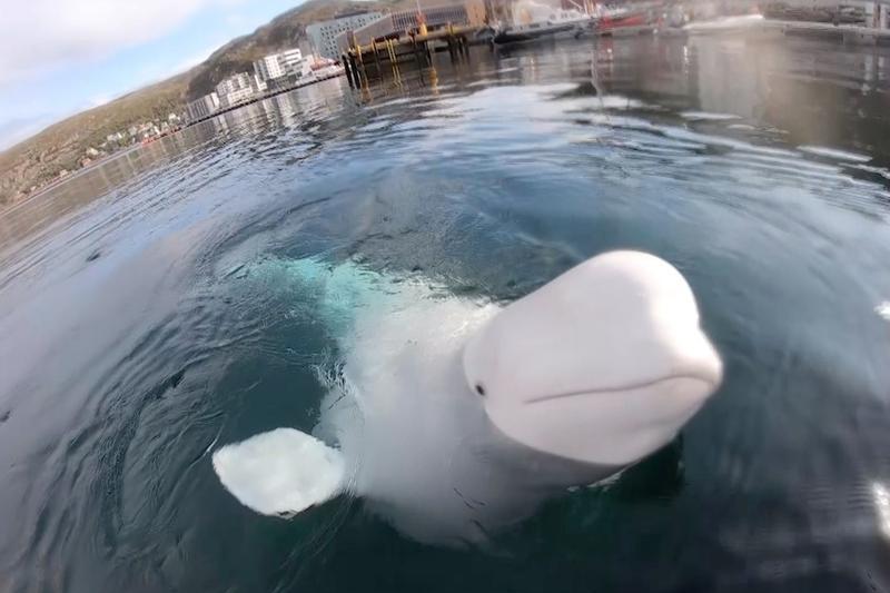 ​Beluga Hvaldimir, Foto: Caters News / Caters News / Profimedia