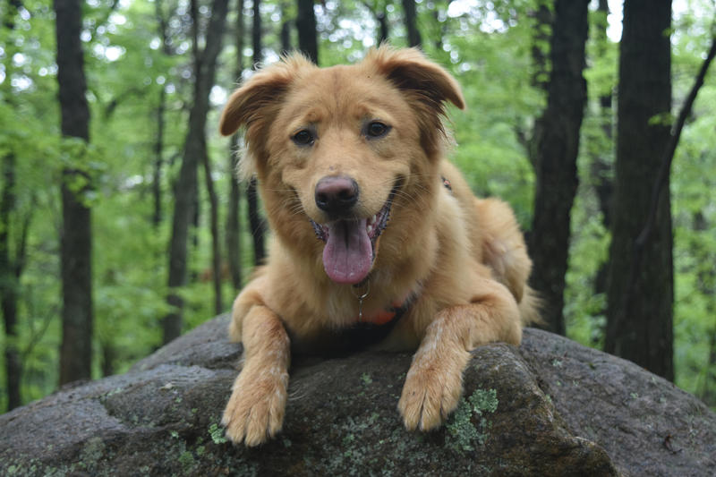 Adopția câinilor fără stăpân, Foto: Freepik.com