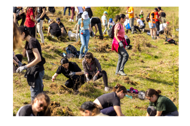 Inițiativă de plantare a copacilor, Foto: Banca Transilvania