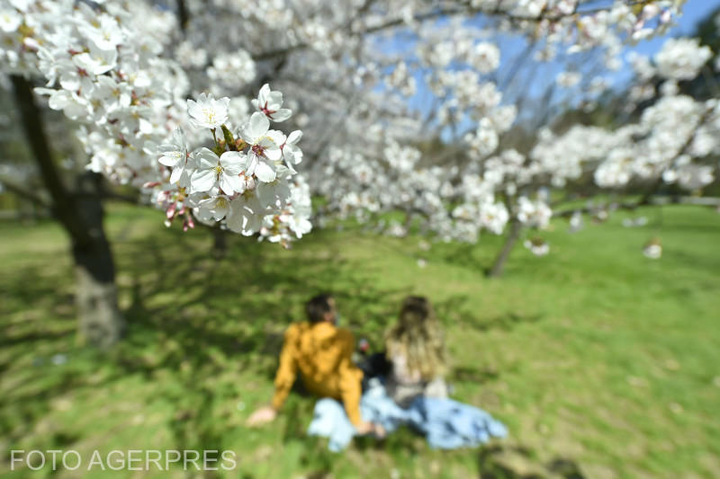 Grădina Japoneză din parcul Herăstrău din Capitală, Foto: Agerpres