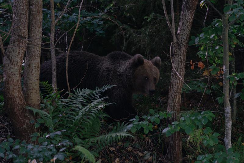 urs Romania, Foto: Andrei PUNGOVSCHI / AFP / Profimedia