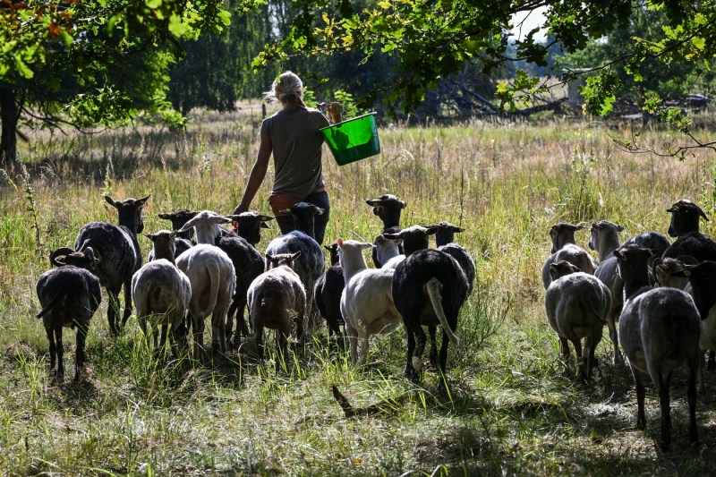 Ciobanii nu-și vor scoate oile la păscut timp de trei săptămâni. Cerere a Ministerului Agriculturii