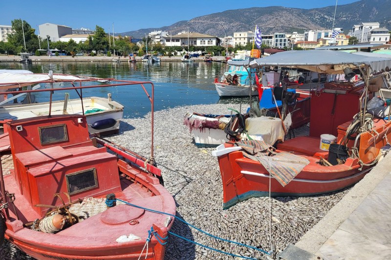 Sute de mii de peşti morţi au invadat un port turistic din Grecia. Cum s-a ajuns la această situație