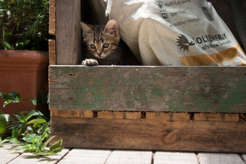 Bărbat amendat cu 12.000 de lei după ce a abandonat mai mulţi pui de pisică